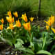 Tulipa 'Giuseppe Verdi' (Kaufmanniana division)
