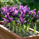 Iris reticulata 'Pauline' (netted/reticulate iris)