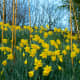 Daffodils are a hardy perennial that's easy to grow and just so cheerful to look at. 