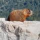 Marmot at Cedar Breaks National Monument