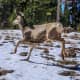 Deer at Cedar Breaks National Monument