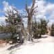 Bristlecone Pine Tree at Cedar Breaks National Monument