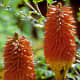 The Red Hot Poker or Knipfofia hails from Africa, but is very hardy in temperate zones