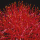 The Blood Lily - Scadoxus (Haemanthus) multiflorus - is a tropical African bulb ideal for the conservatory in temperate zones 