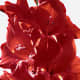 The flower stem of a Gladiolus is best imaged in a vertical format such as this