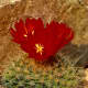 Parodia sanguinifolia, nestled among some rocks which hide the unnatural surroundings