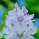 The Water Hyacinth, with leaves and water thrown out of focus to emphasise the flowers