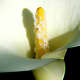 The White Arum Lily