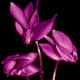Another colourful Cyclamen shot at night using flash with a naturally dark background
