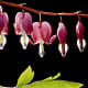 A study of Dicentra spectabilis, the Bleeding Heart, in which the plant has been arranged to show both leaves and flowers
