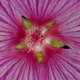 The centre of a Lavatera flower