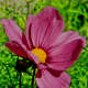 This is Cosmos, a small herbaceous perennial and popular bedding plant, grown both for its attractive flowers and its feathery leaves