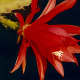 An Epiphyllum cactus similar to one shown earlier. These are popular as house plants