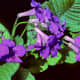 This is the Streptocarpus or Cape Primrose, a popular flowering pot plant which today is available in a range of colours 