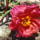 Portulaca - a very attractive sun-loving annual plant for the flower bed