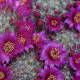 Mammilaria zeilmanniana is one of the most popular of cacti, and very free-flowering