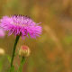 Purple Thistle