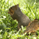 Eastern Fox-tail squirrel eating sunflowers seeds that have fallen from the bird feeder above.