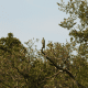Mississippi Kite perched high atop an old dead tree.