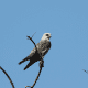 Mississippi Kite is a beautiful bird with a charcoal gray body and a lighter gray head.