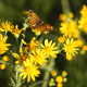 Bitterweed and Butterfly