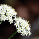False Garlic