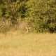 The tall grass and trees are a good hiding spot for this sweet little fawn.