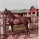 horses-in-my-life