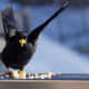 An alpine chough taking off with a piece of food in its mouth.