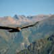 An Andean condor flying over the Andes mountains.