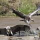 Rüppell's griffon vultures in Mara River in Kenya.