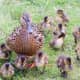 A female mallard with its ducklings.