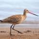 Bar-tailed godwit