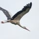 A white stork in a flight.
