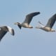 A gaggle of bar-headed geese in flight.
