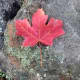 Realistic version of the maple leaf