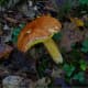 Hemileccium subglabripes (Yellow Pored Bolete)