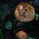 Hemileccium subglabripes (Yellow Pored Bolete)