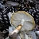 Amanita citrina (False Death Cap Mushroom)