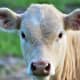 what-if-you-are-born-as-a-cow