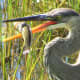 Great Blue Heron with a freshly caught yellow perch. 