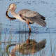 Great Blue Heron with a Bullpout