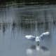 Great white Egret landing