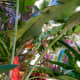 Colorful tropical plants - front of newest tower