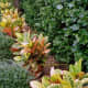 Crotons as potted plants
