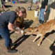 Vet techs need to know the nutritional needs of all animals, including calves.