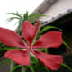 Scarlet Hibiscus