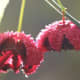 American Strawberry Bush