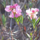 Bog-laurel