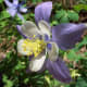 Close-up of a columbine flower&mdash;the Colorado state flower.